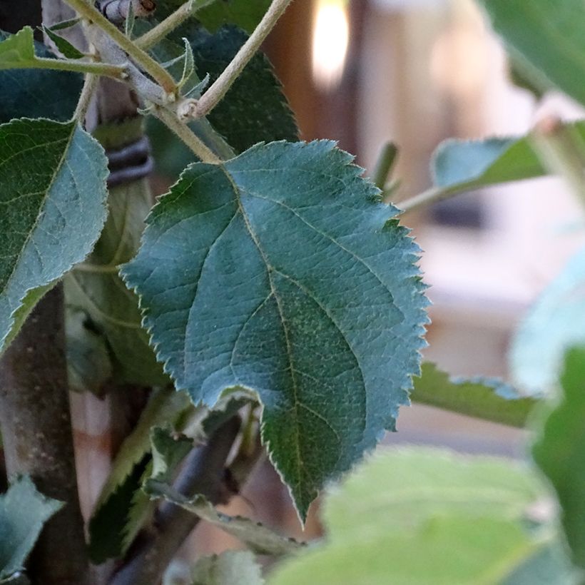 Macieira Belle de Boskoop - Malus domestica (Folhagem)