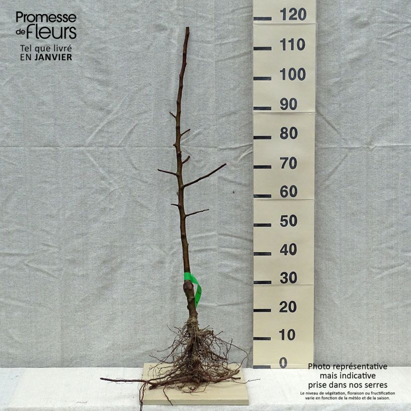 Amostra de Macieira Belle de Boskoop Bio - Malus domestica Raízes nuas, Rebento tal como entregue no inverno
