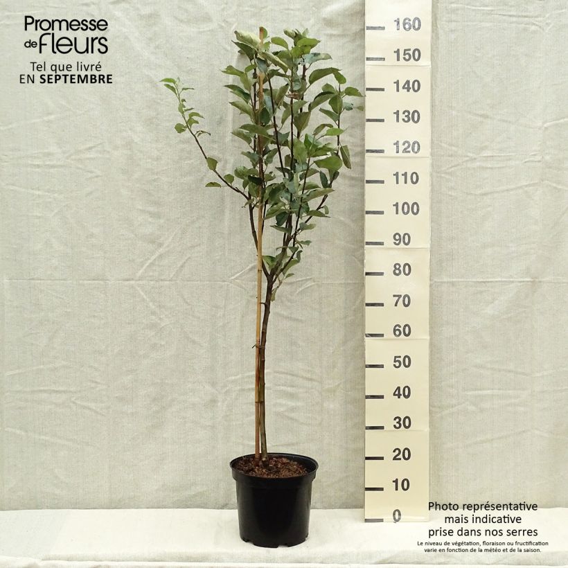 Amostra de Macieira Belle de Boskoop - Malus domestica Vaso de 7,5 L/10 L, Copo tal como entregue no outono