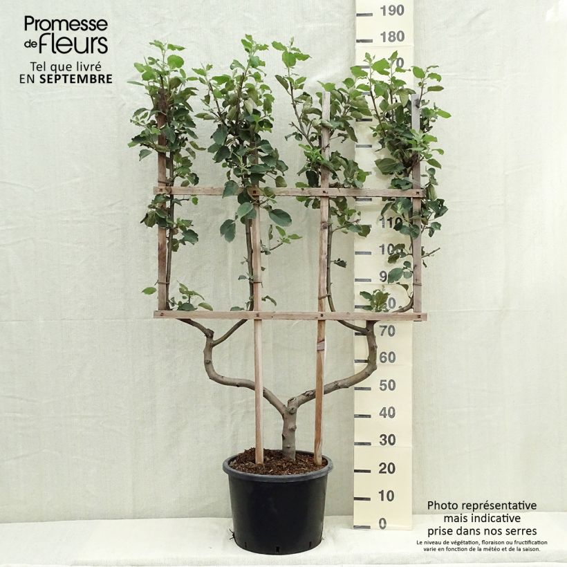 Amostra de Macieira Belle de Boskoop - Malus domestica Vaso de 12 L/15 L, Palmeta dupla em U tal como entregue no outono