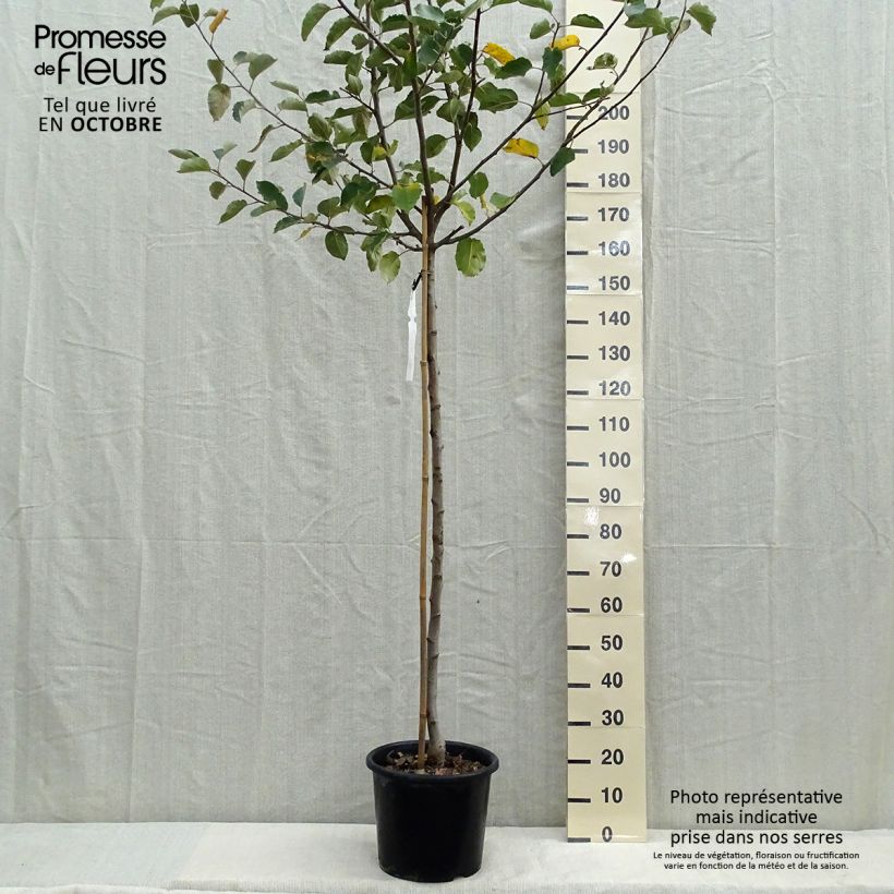 Amostra de Macieira Belle de Boskoop - Malus domestica Vaso de 7,5 L/10 L, Meia haste tal como entregue no outono