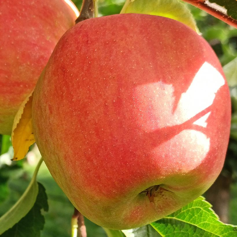 Macieira Bela Filha do Indre Bio - Malus domestica (Colheita)