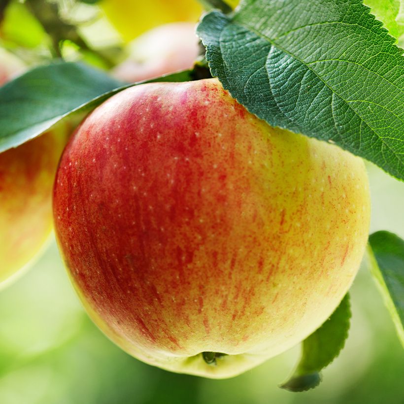 Macieira Bela Filha de Creuse Bio - Malus domestica (Colheita)