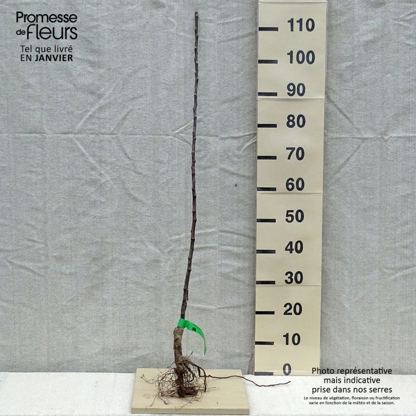 Amostra de Pommier Bénédictin ou Reinette Normande Bio Grandes Racines nues, Scion tal como entregue no inverno