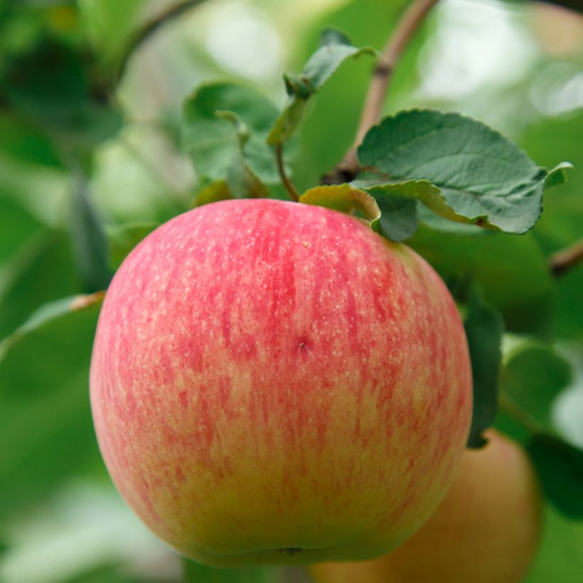 Macieira Bénédictin / Reinette Normande Bio - Malus domestica (Colheita)