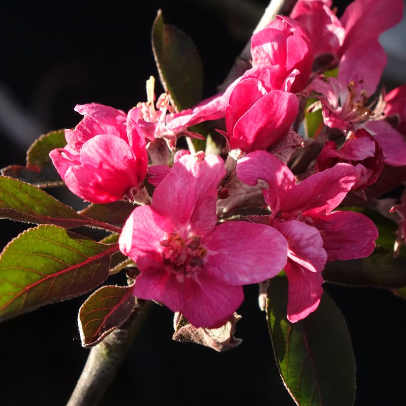 Macieira Blush Rosette - Maçã sanguínea - Malus domestica (Floração)