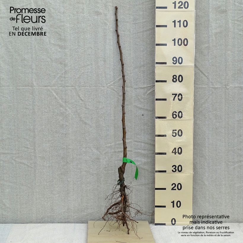 Amostra de Pommier Bon père Grandes Racines nues, Scion tal como entregue no inverno