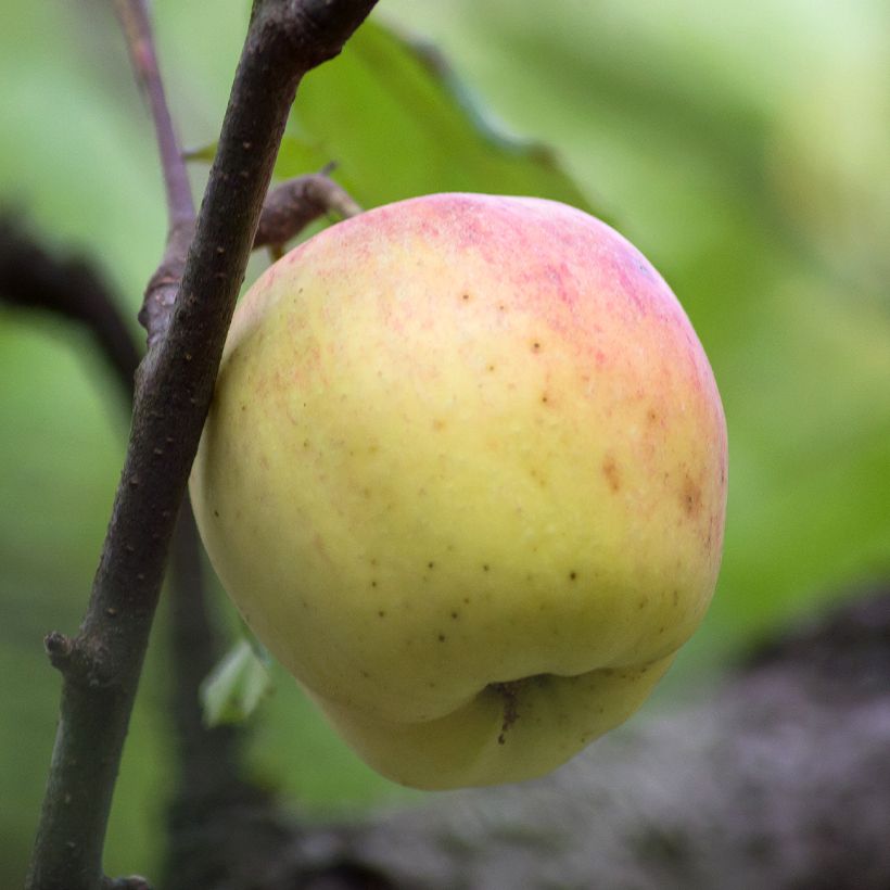 Macieira Bon Père - Malus domestica (Colheita)