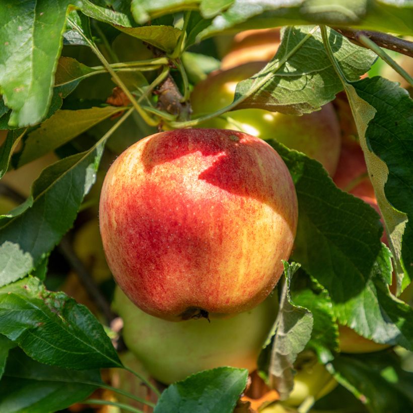 Macieira Bondon Bio - Malus domestica (Colheita)