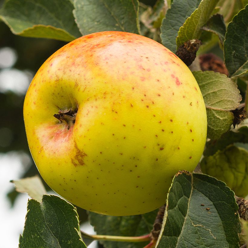 Macieira Bonne Hotture - Malus domestica (Colheita)