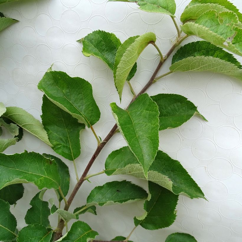 Macieira Calville Vermelha de Inverno  - Malus domestica (Folhagem)