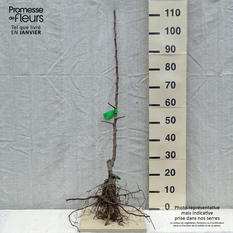 Amostra de Pommier Calville Rouge d'Hiver Raízes nuas, Rebento tal como entregue no inverno