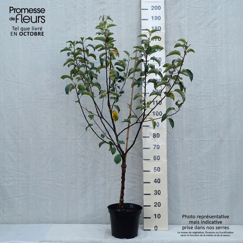 Amostra de Macieira Calville Vermelha de Inverno  - Malus domestica Vaso de 7,5 L/10 L, Copo tal como entregue no outono