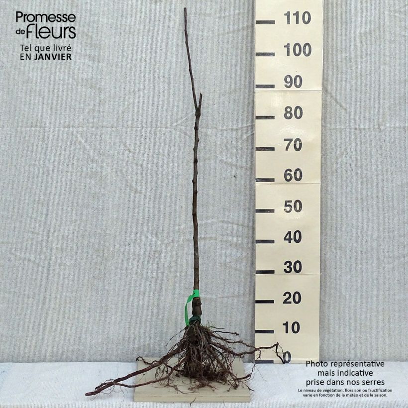 Amostra de Pommier Chailleux - Drap d’Or - Reinette de Melesse Raízes nuas, Rebento tal como entregue no inverno