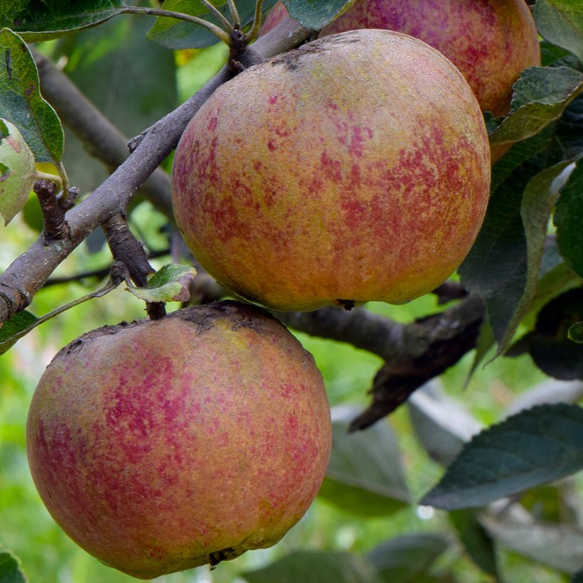 Macieira Chailleux - Malus domestica (Colheita)