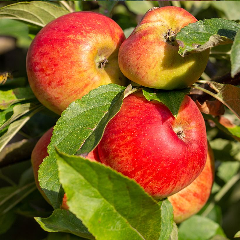 Macieira Châtaignier Bio - Malus domestica (Colheita)