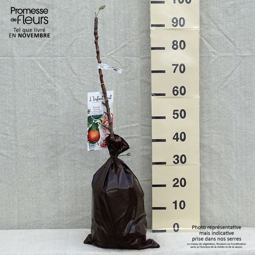 Amostra de Pommier colonnaire Cheverny- Georges Delbard  Torrão "Pronto a plantar", Colunar tal como entregue no outono