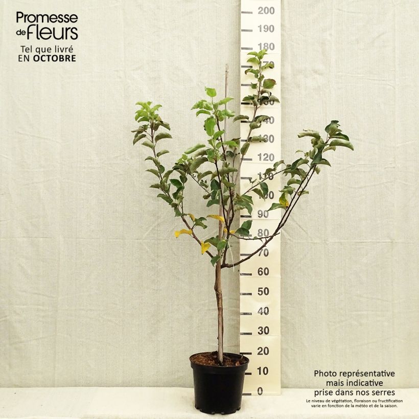 Amostra de Macieira Choupette - Malus domestica Vaso de 7,5 L/10 L, Copo tal como entregue no outono