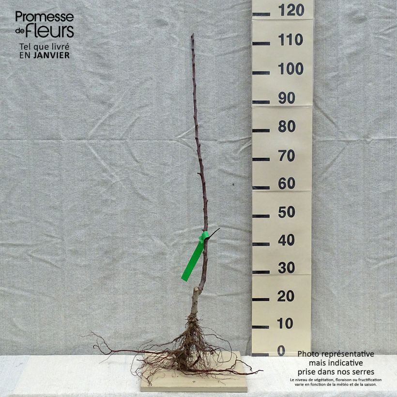 Amostra de Pommier Cox Orange Pippin Bio Grandes Racines nues, Scion tal como entregue no inverno