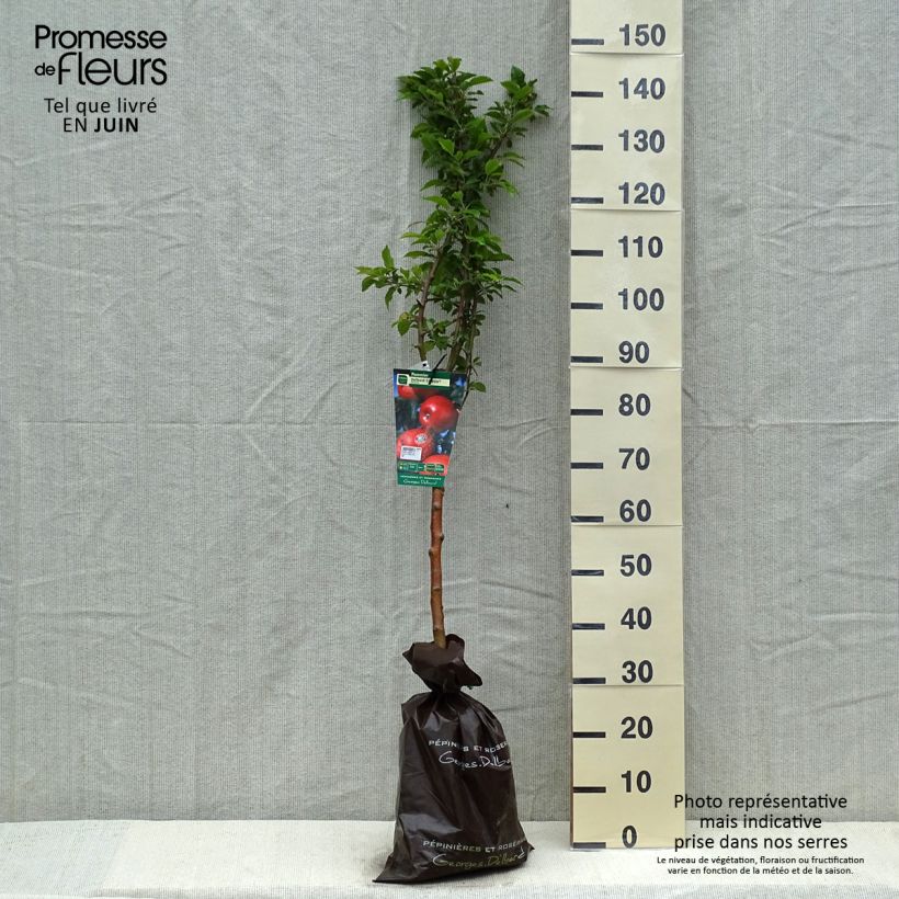 Amostra de Macieira Delbard Celeste Georges Delbard - Malus domestica Torrão "Pronto a plantar", Copo tal como entregue na primavera