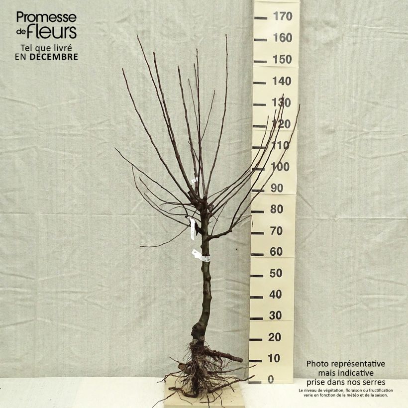 Amostra de Pommier Divine - Georges Delbard Raízes nuas, Copo tal como entregue no inverno