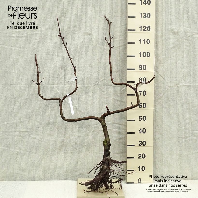 Amostra de Pommier Divine - Georges Delbard Raízes nuas, Palmeta dupla em U tal como entregue no inverno
