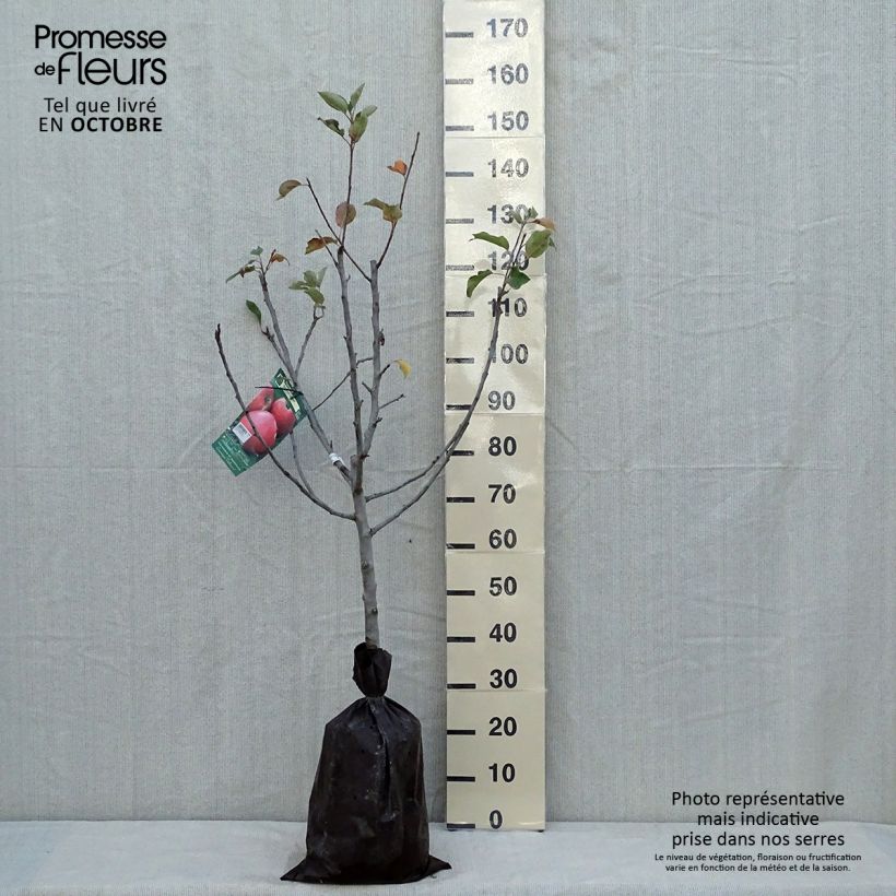 Amostra de Macieira Delbard Jubilé Georges Delbard - Malus domestica Torrão "Pronto a plantar", Copo tal como entregue no outono