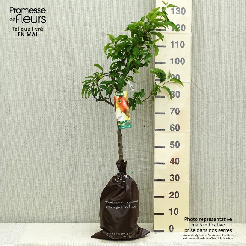 Amostra de Macieira Delbarestivale Georges Delbard - Malus domestica Torrão "Pronto a plantar", Copo tal como entregue na primavera