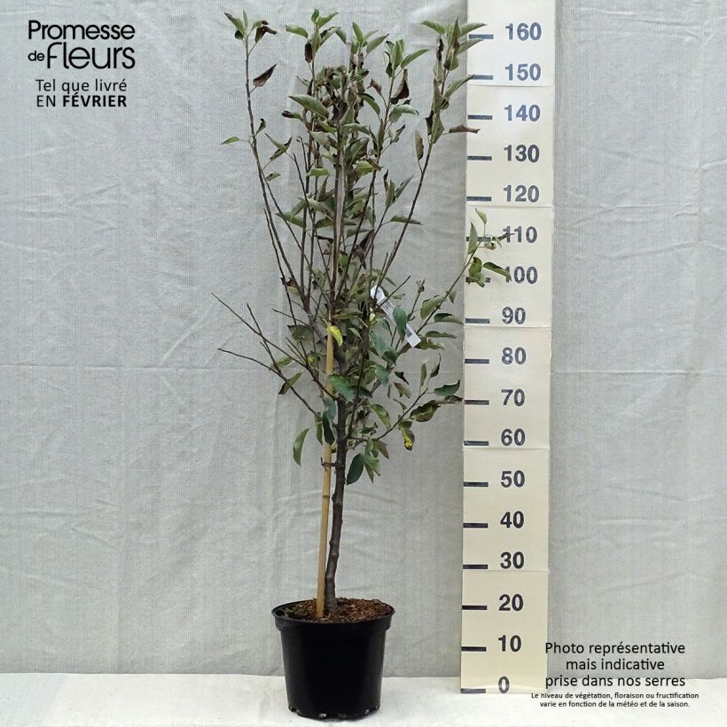 Amostra de Macieira Elstar - Malus domestica Vaso de 7,5 L/10 L, Copo tal como entregue no outono