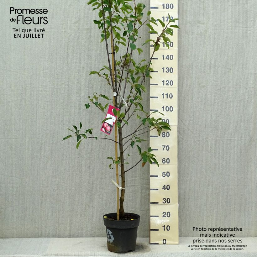 Amostra de Macieira Elstar - Malus domestica Vaso de 7,5 L/10 L, Copo tal como entregue no verão