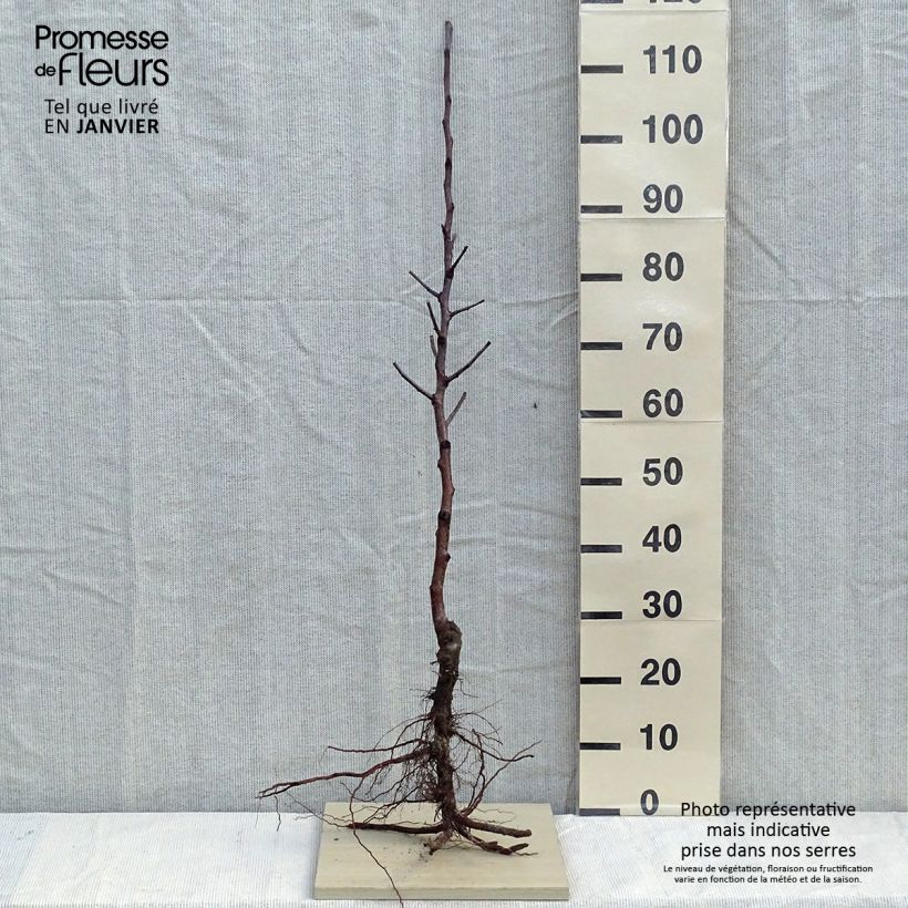 Amostra de Pommier Fuji Raízes nuas, Rebento tal como entregue no inverno