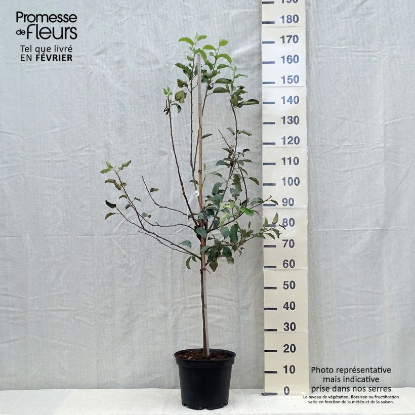 Amostra de Macieira Fuji - Malus domestica Vaso de 7,5 L/10 L, Copo tal como entregue no outono