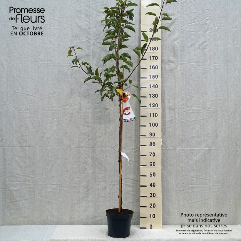 Amostra de Macieira Gala - Malus domestica Vaso de 7,5 L/10 L, Meia haste tal como entregue no outono