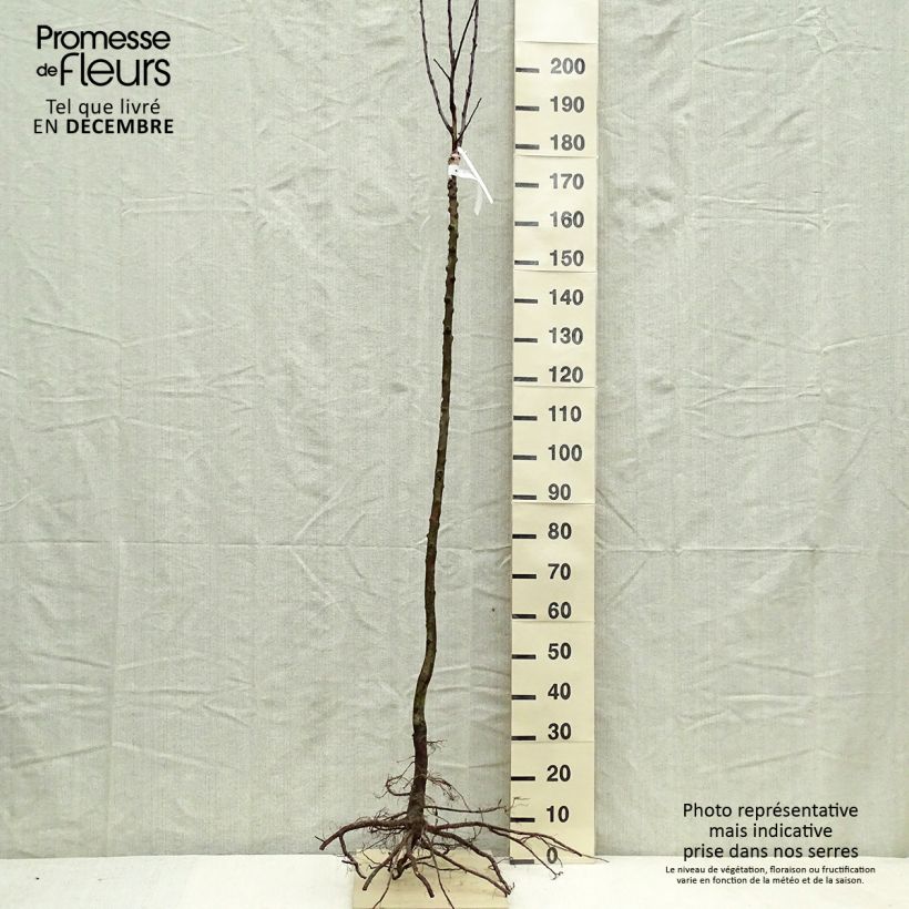 Amostra de Pommier Gloster Raízes nuas, Meia haste tal como entregue no inverno