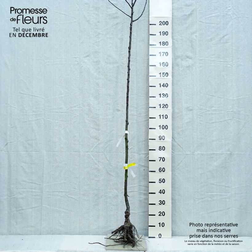 Amostra de Pommier Gloster Raízes nuas, Haste alta tal como entregue no inverno