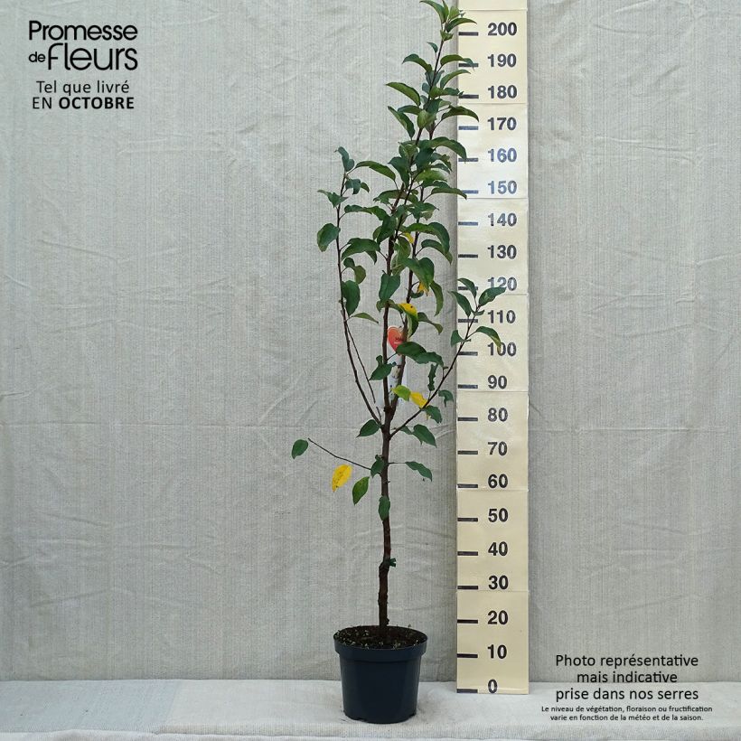 Amostra de Macieira Gloster - Malus domestica Vaso de 7,5 L/10 L, Copo tal como entregue no outono