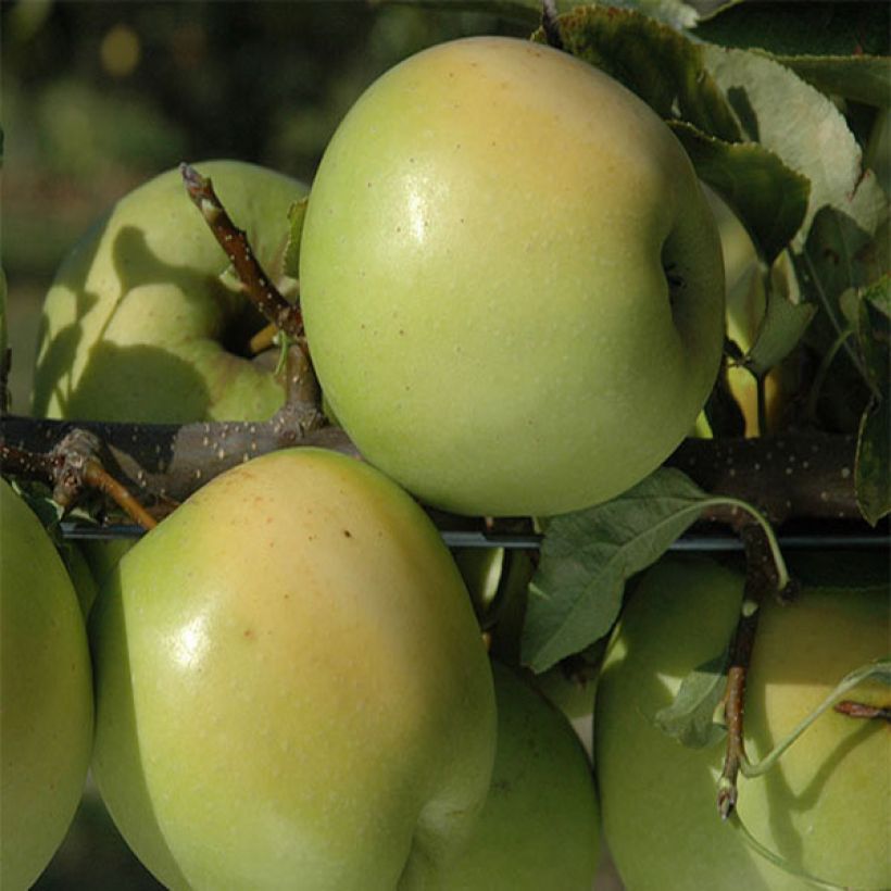 Macieira Golden Delicious - Malus domestica (Colheita)