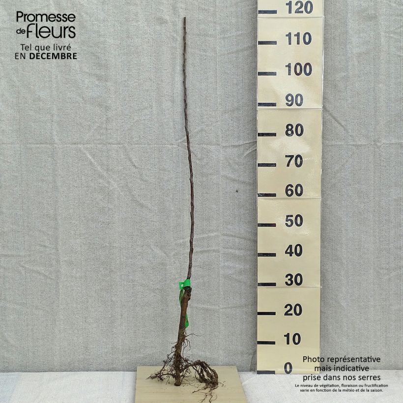 Amostra de Pommier Golden Delicious Bio tal como entregue no inverno