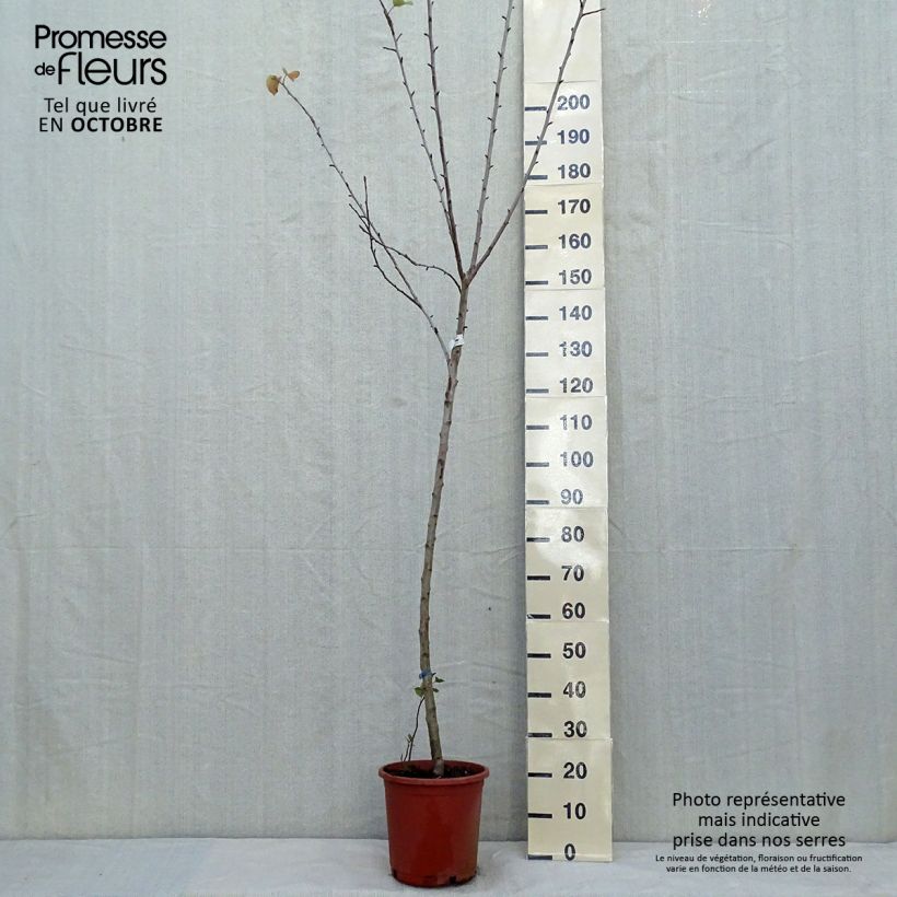 Amostra de Macieira Golden Delicious - Malus domestica Vaso de 7,5 L/10 L, Meia haste tal como entregue no outono