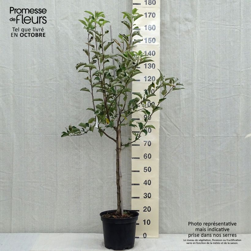 Amostra de Macieira Golden Delicious - Malus domestica Vaso de 7,5 L/10 L, Copo tal como entregue no outono