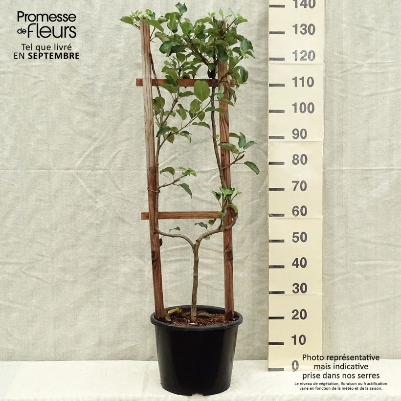 Amostra de Macieira Golden Delicious - Malus domestica Vaso de 7,5 L/10 L, Palmeta simples em U tal como entregue no outono