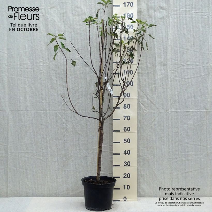 Amostra de Macieira Grand Alexandre - Malus domestica Vaso de 7,5 L/10 L, Copo tal como entregue no outono