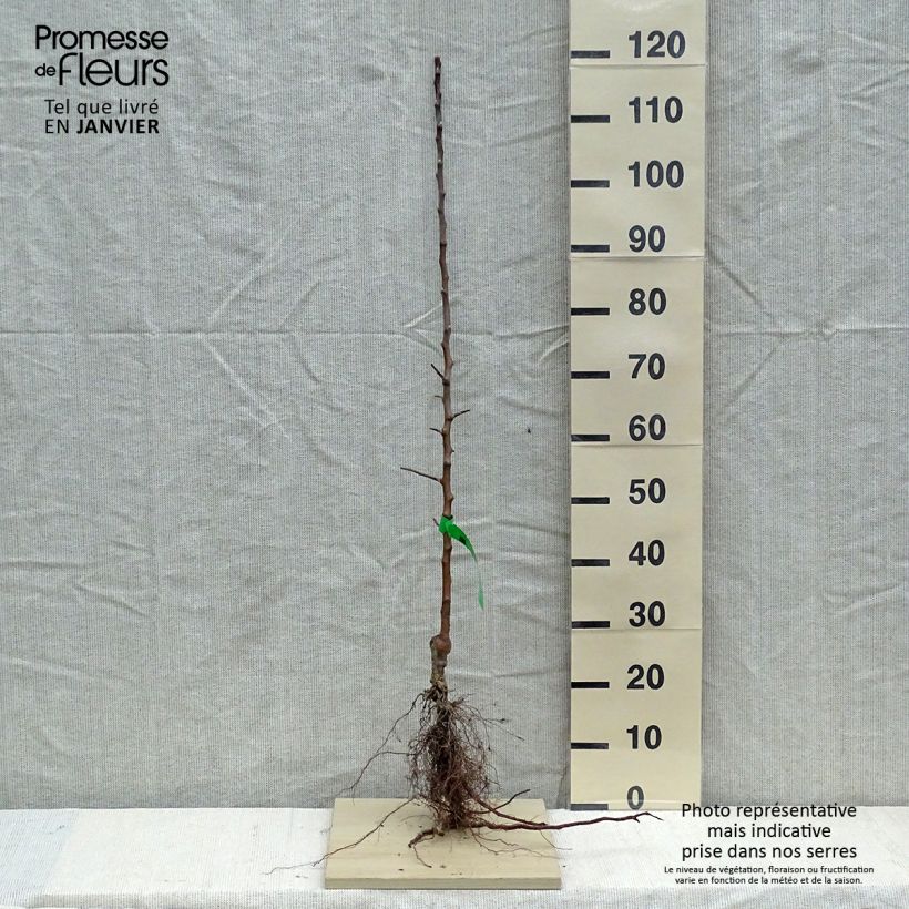 Amostra de Macieira Grand-mère Bio - Reinette Grand-mère - Malus domestica Raízes nuas, Rebento tal como entregue no inverno