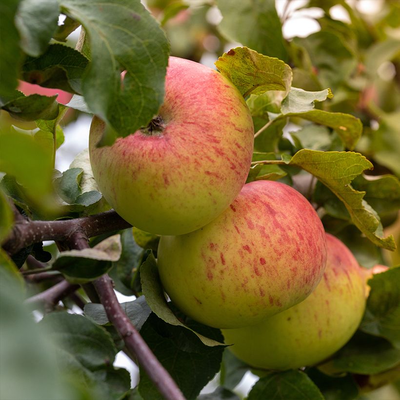Macieira Grand-mère Bio - Reinette Grand-mère - Malus domestica (Colheita)