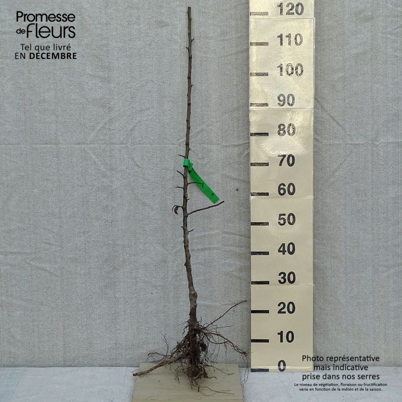 Amostra de Pommier Granny Smith Raízes nuas, Rebento tal como entregue no inverno