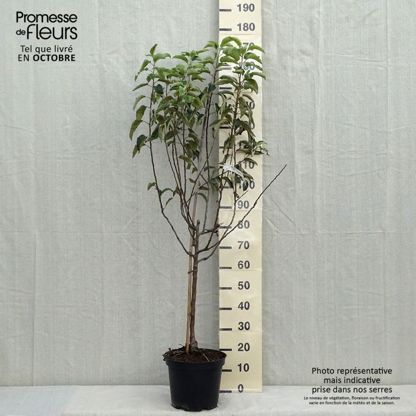 Amostra de Macieira Granny Smith - Malus domestica Vaso de 7,5 L/10 L, Copo tal como entregue no outono