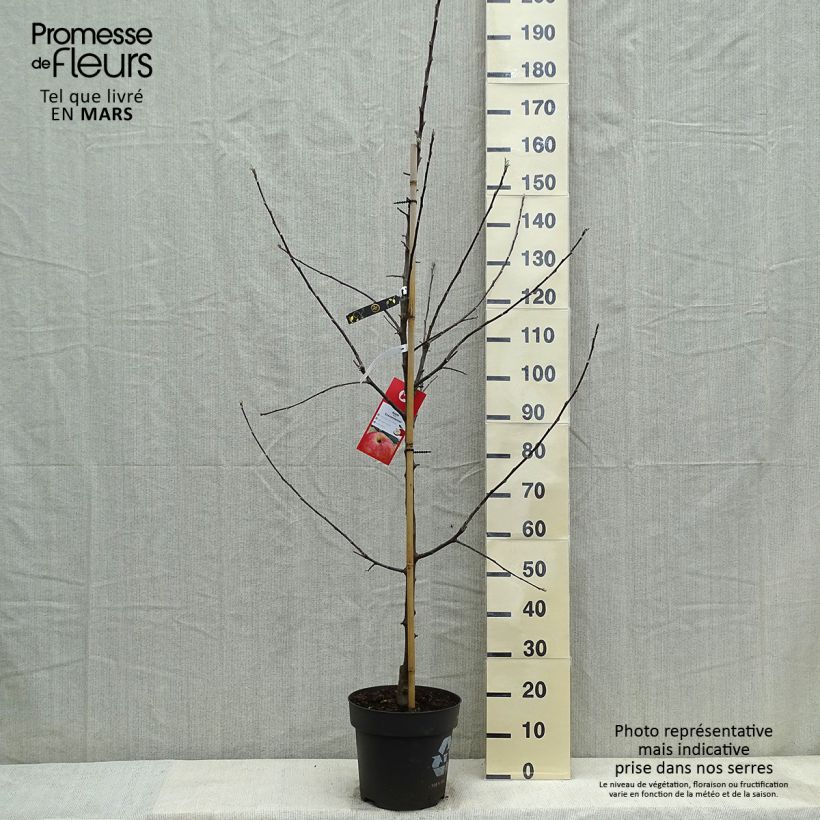 Amostra de Macieira Gravenstein - Malus domestica Vaso de 7,5 L/10 L, Copo tal como entregue na primavera