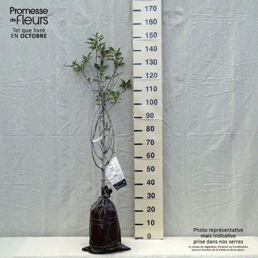 Amostra de Macieira Harmonie Georges Delbard - Malus domestica Torrão "Pronto a plantar", Copo tal como entregue no outono