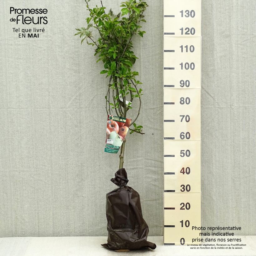 Amostra de Macieira Harmonie Georges Delbard - Malus domestica Torrão "Pronto a plantar", Copo tal como entregue na primavera