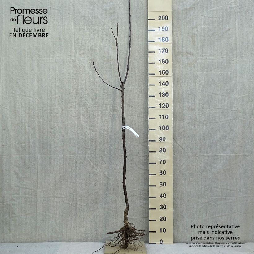 Amostra de Pommier Jacques Lebel Raízes nuas, Meia haste tal como entregue no inverno